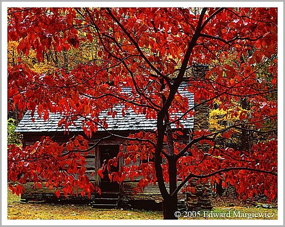 450194   Red Dogwood and Cabin, SMNP 